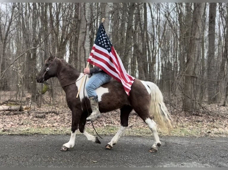 American Paint Horse Jument 8 Ans 147 cm Tobiano-toutes couleurs in North Bloomfield