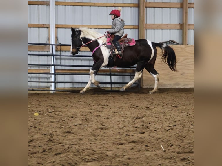 American Paint Horse Jument 8 Ans 147 cm Tobiano-toutes couleurs in Howell