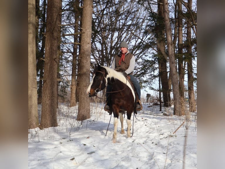 American Paint Horse Jument 8 Ans 147 cm Tobiano-toutes couleurs in Howell