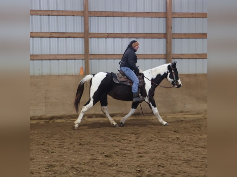 American Paint Horse Jument 8 Ans 147 cm Tobiano-toutes couleurs in Howell