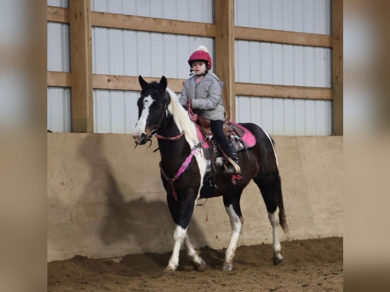 American Paint Horse Jument 8 Ans 147 cm Tobiano-toutes couleurs in Howell