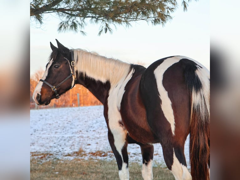 American Paint Horse Jument 8 Ans 147 cm  in Howell