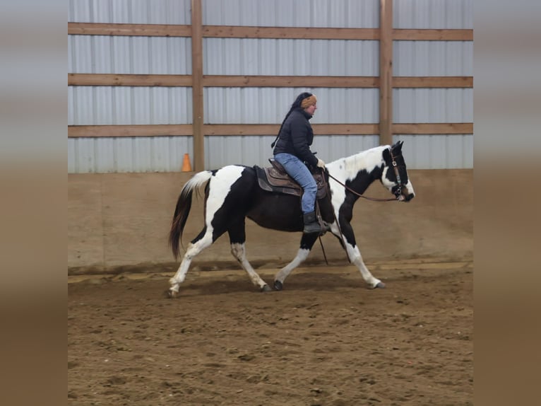 American Paint Horse Jument 8 Ans 147 cm  in Howell