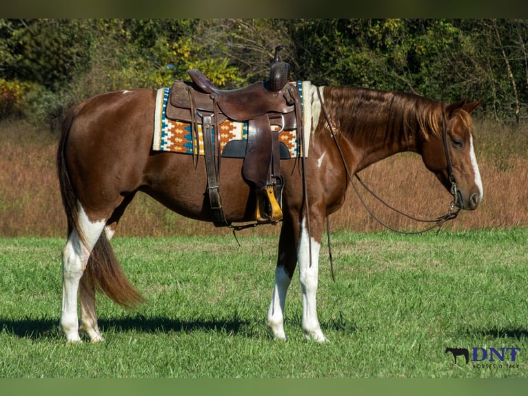 American Paint Horse Jument 8 Ans 150 cm Pinto in Henderson