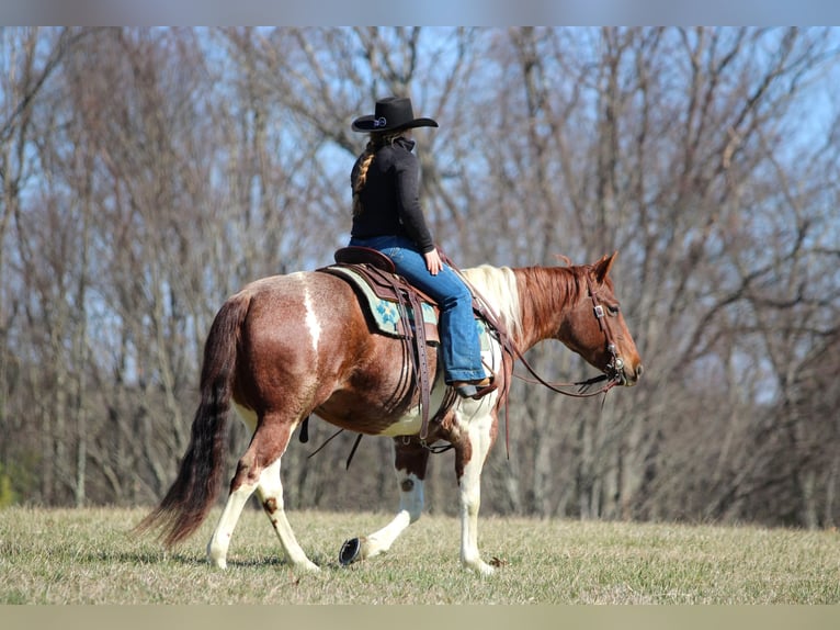American Paint Horse Jument 8 Ans 150 cm Pinto in Clarion
