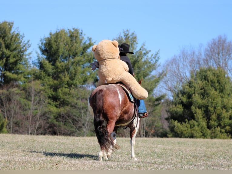 American Paint Horse Jument 8 Ans 150 cm Pinto in Clarion