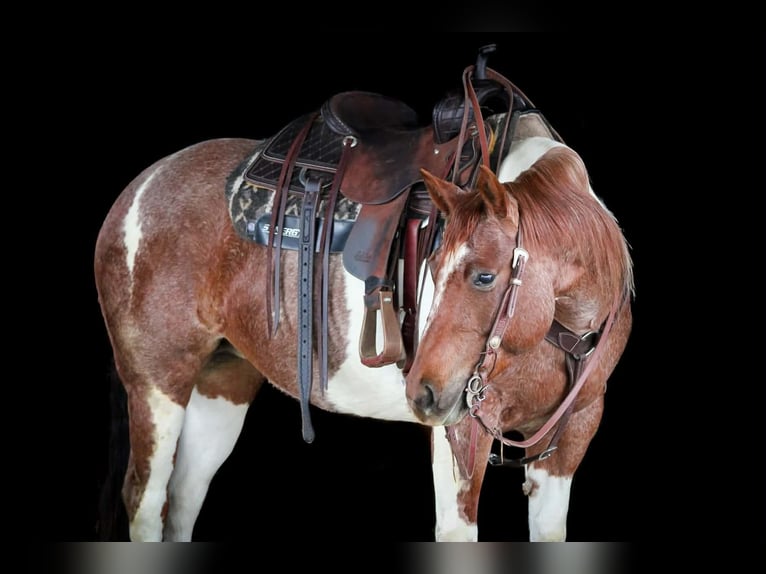 American Paint Horse Jument 8 Ans 150 cm Pinto in Clarion