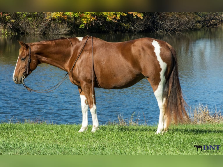 American Paint Horse Jument 8 Ans 150 cm Pinto in Henderson