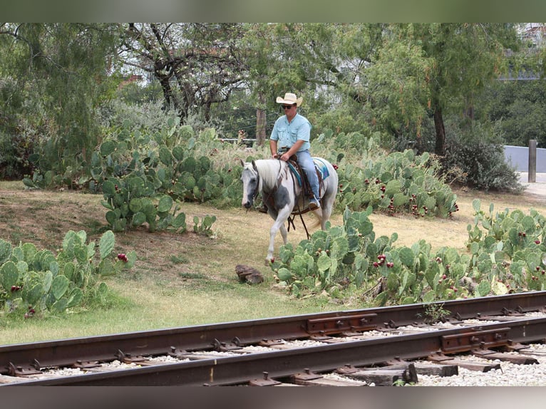 American Paint Horse Jument 8 Ans 152 cm Tobiano-toutes couleurs in Stephenville TX