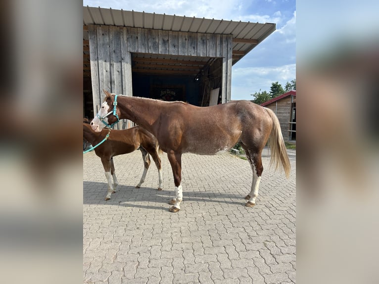 American Paint Horse Jument 8 Ans 162 cm Rouan Rouge in Kleines Wiesental