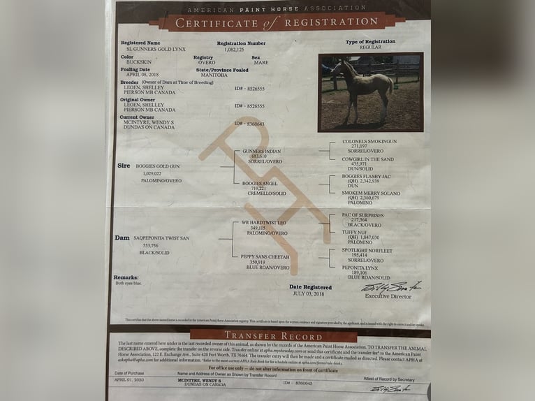 American Paint Horse Jument 8 Ans Overo-toutes couleurs in Dundas, Ontario