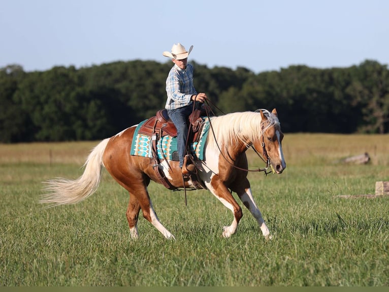 American Paint Horse Jument 8 Ans Palomino in Adair Ok