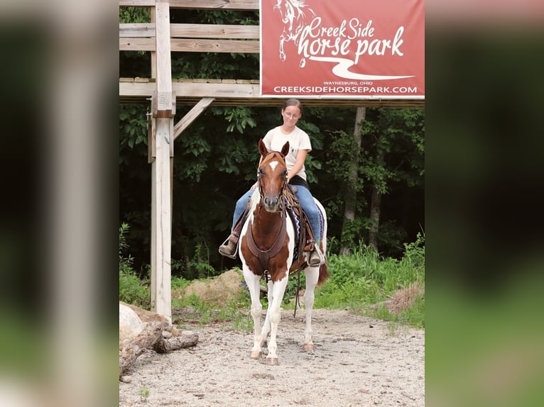 American Paint Horse Jument 8 Ans Pinto in Dundee