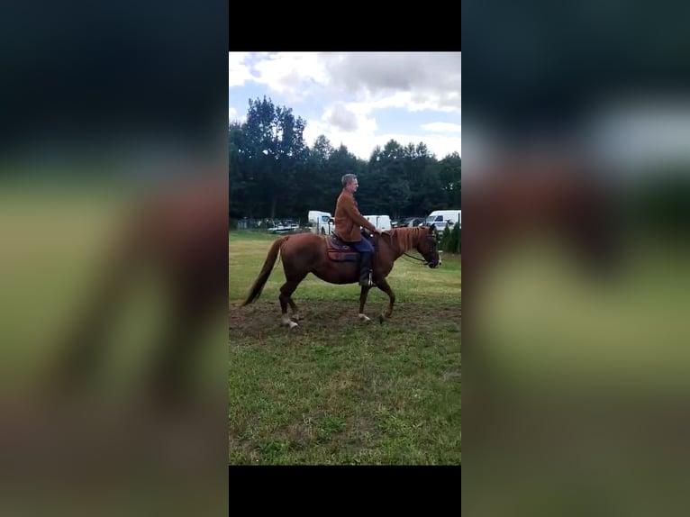 American Paint Horse Jument 9 Ans 143 cm Alezan in Rzgów