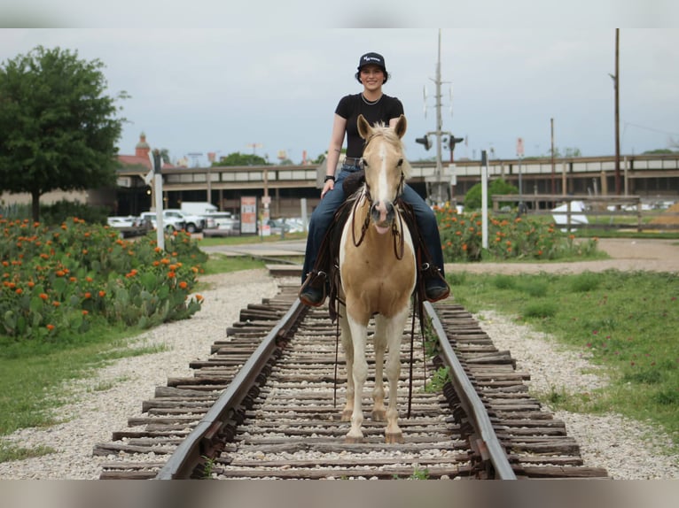 American Paint Horse Jument 9 Ans 150 cm Palomino in Poolville