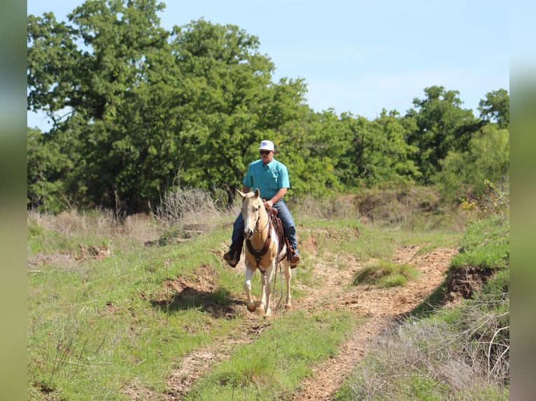 American Paint Horse Jument 9 Ans 150 cm Palomino in Poolville