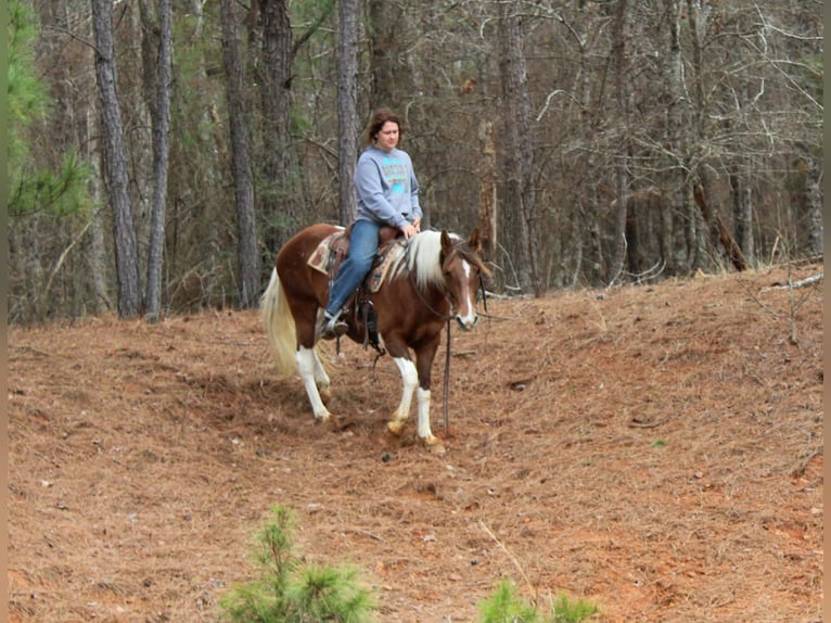 American Paint Horse Jument 9 Ans 150 cm Tobiano-toutes couleurs in Cushing