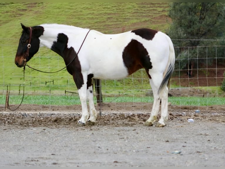 American Paint Horse Jument 9 Ans 150 cm Tobiano-toutes couleurs in Tres Pinos