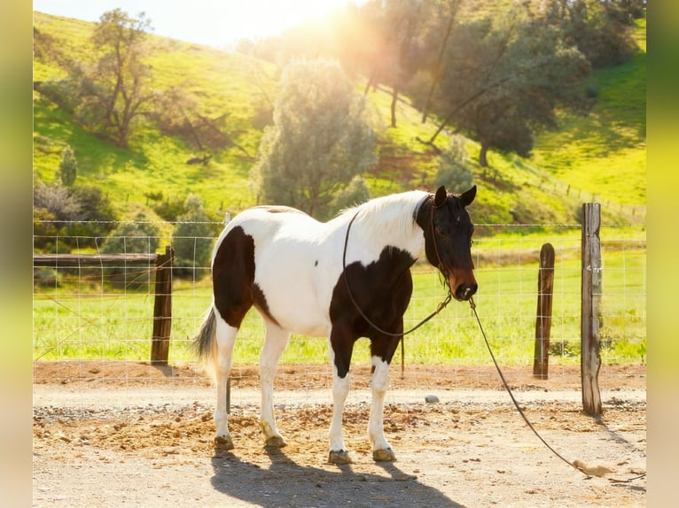 American Paint Horse Jument 9 Ans 150 cm Tobiano-toutes couleurs in Tres Pinos
