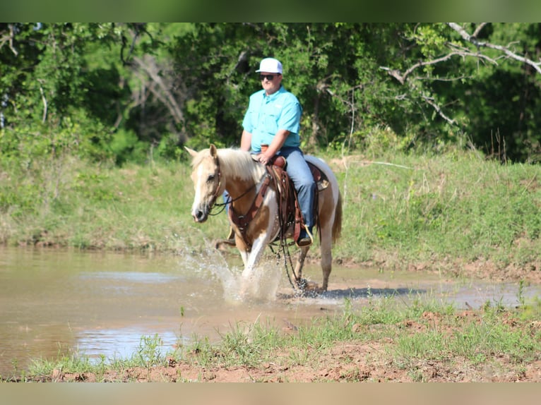 American Paint Horse Jument 9 Ans 150 cm Tobiano-toutes couleurs in Poolville