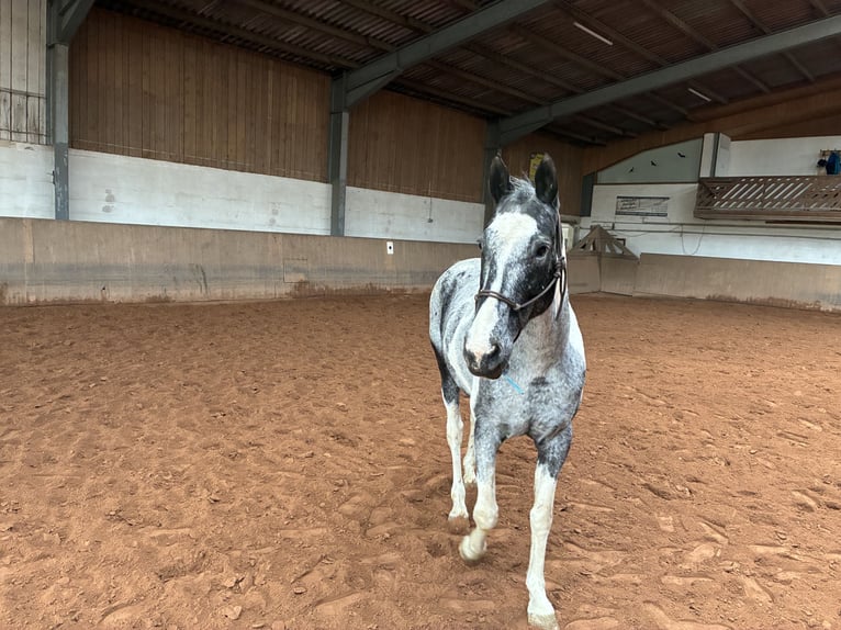 American Paint Horse Croisé Jument 9 Ans 154 cm Pinto in ElxlebenElleben