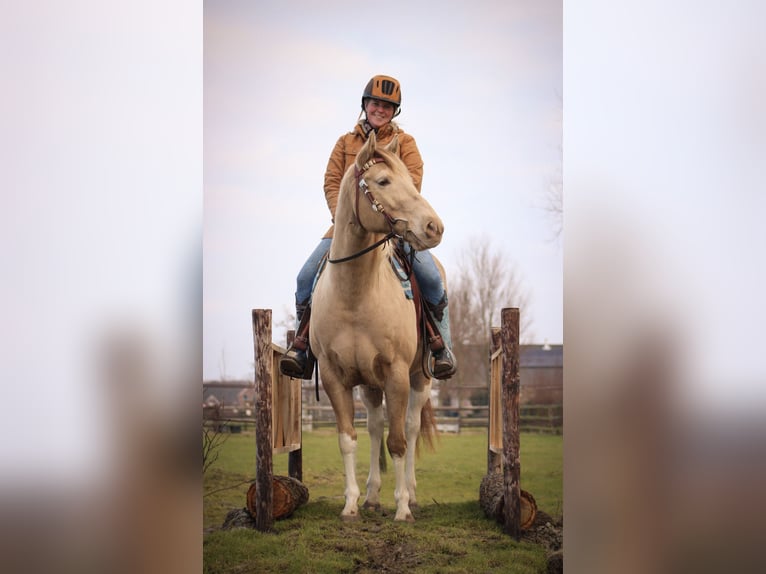 American Paint Horse Jument 9 Ans 155 cm Champagne in Heemskerk