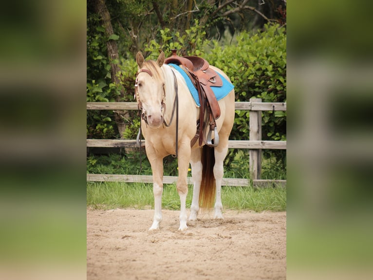 American Paint Horse Jument 9 Ans 155 cm Champagne in Heemskerk
