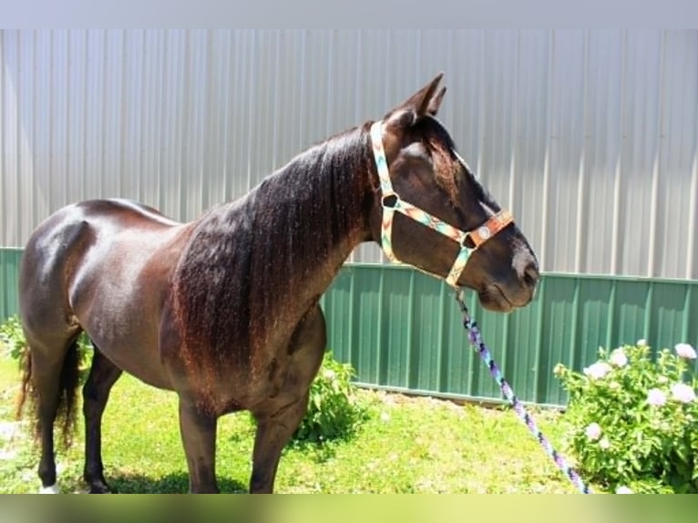 American Paint Horse Jument 9 Ans 157 cm Noir in Carleton