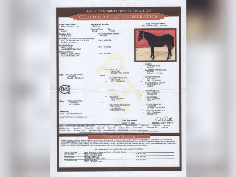 American Paint Horse Jument 9 Ans 157 cm Noir in Carleton