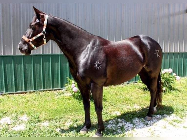 American Paint Horse Jument 9 Ans 157 cm Noir in Carleton
