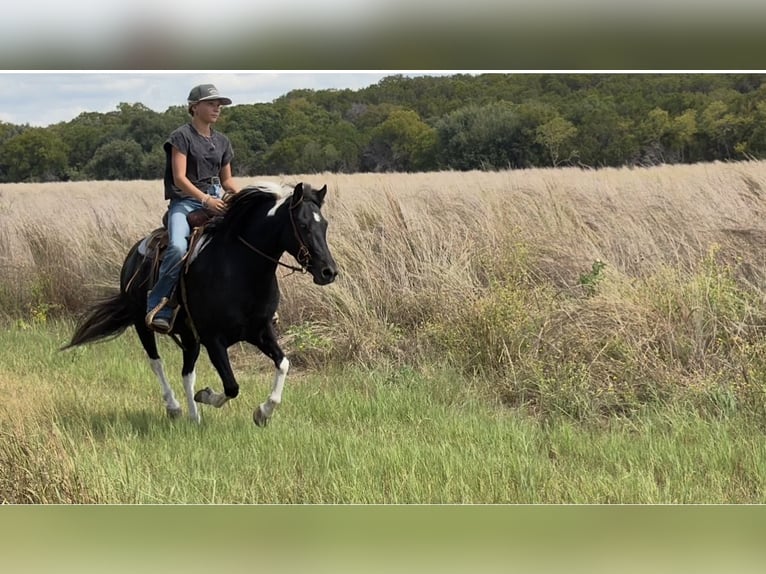 American Paint Horse Croisé Jument 9 Ans Pinto in Cleburne