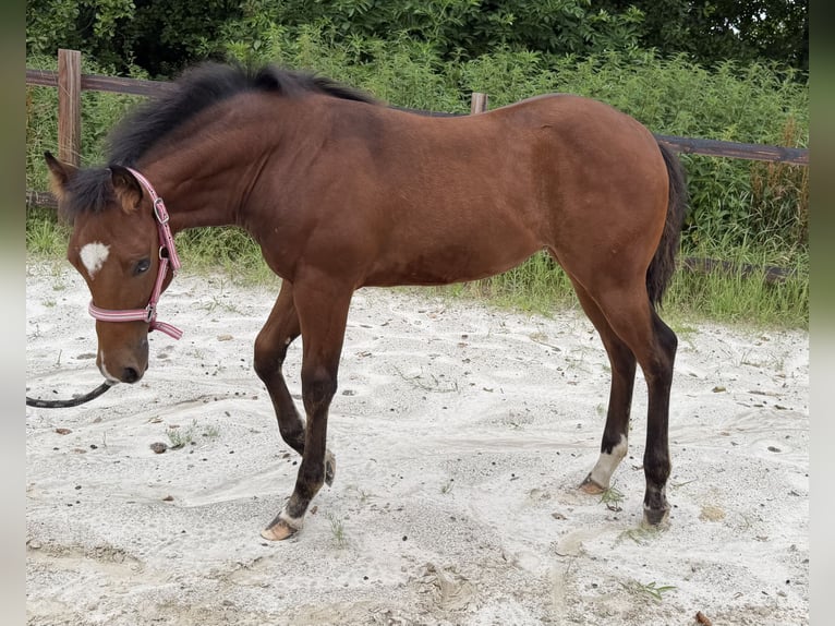 American Paint Horse Jument Poulain (03/2026) 150 cm Bai in Midwolde