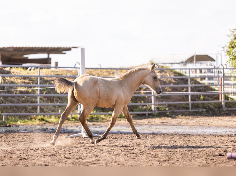 American Paint Horse Jument Poulain (05/2025) 150 cm Buckskin in Möllendorf