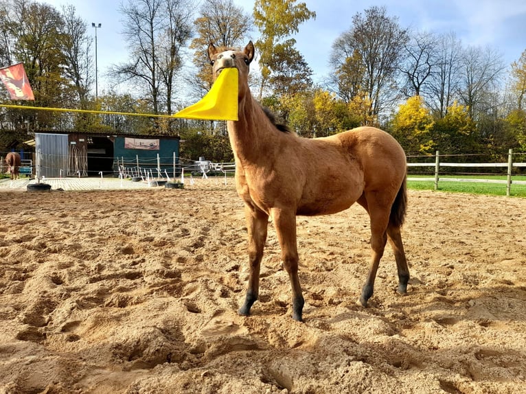 American Paint Horse Jument Poulain (05/2025) 150 cm Buckskin in Crailsheim