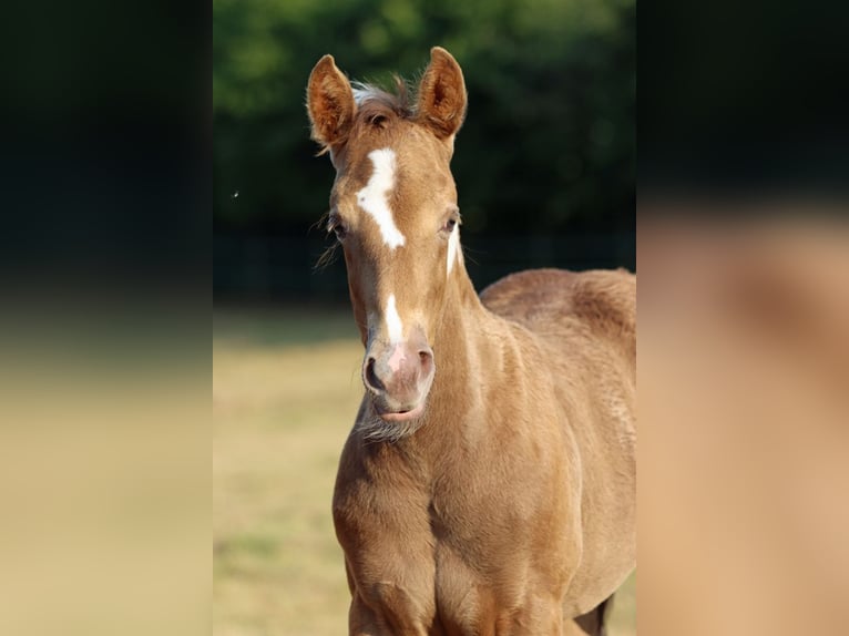 American Paint Horse Jument Poulain (05/2025) 150 cm Champagne in Hellenthal