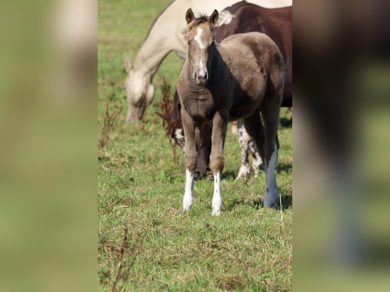 American Paint Horse Jument Poulain (05/2025) 150 cm Champagne in Hellenthal