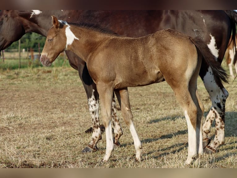 American Paint Horse Jument Poulain (05/2025) 150 cm Champagne in Hellenthal