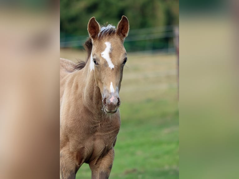 American Paint Horse Jument Poulain (05/2025) 150 cm Champagne in Hellenthal