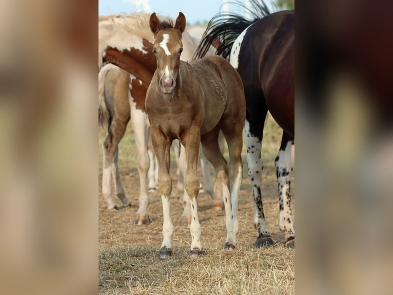 American Paint Horse Jument Poulain (05/2025) 150 cm Champagne in Hellenthal
