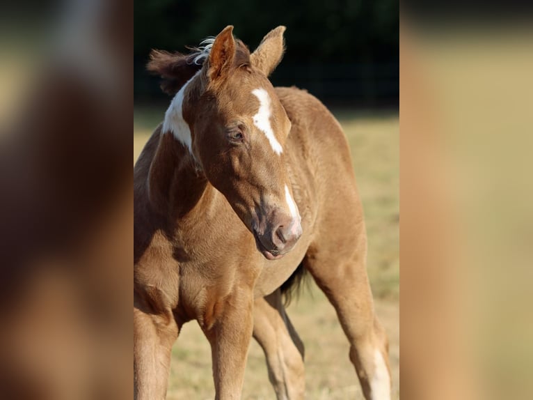 American Paint Horse Jument Poulain (05/2025) 150 cm Champagne in Hellenthal