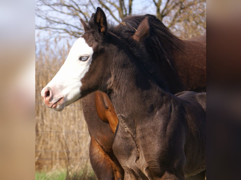 American Paint Horse Jument Poulain (03/2026) 150 cm Overo-toutes couleurs in Velpke