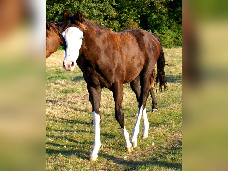 American Paint Horse Jument Poulain (03/2026) 150 cm Overo-toutes couleurs in Velpke