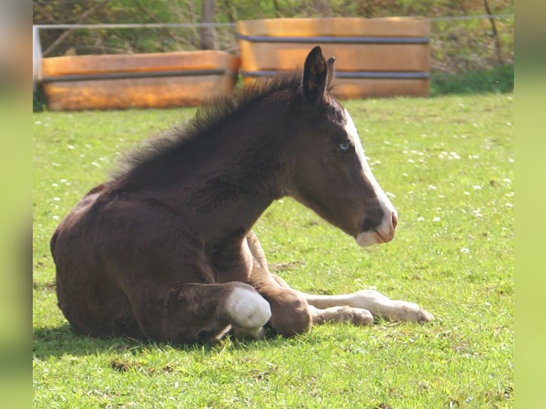 American Paint Horse Jument Poulain (03/2026) 150 cm Overo-toutes couleurs in Velpke