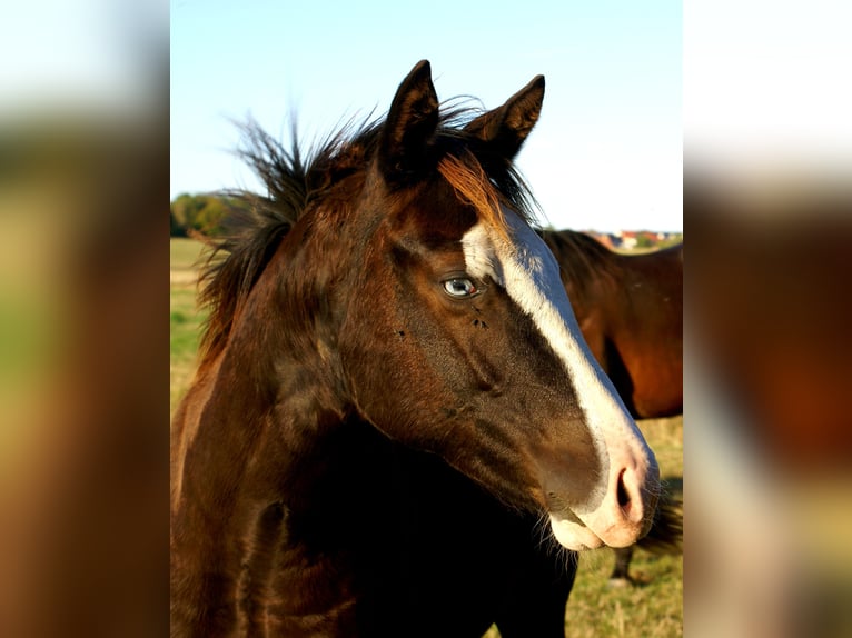 American Paint Horse Jument Poulain (03/2026) 150 cm Overo-toutes couleurs in Velpke