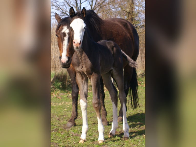 American Paint Horse Jument Poulain (03/2026) 150 cm Overo-toutes couleurs in Velpke