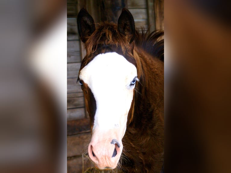 American Paint Horse Jument Poulain (03/2026) 150 cm Overo-toutes couleurs in Velpke