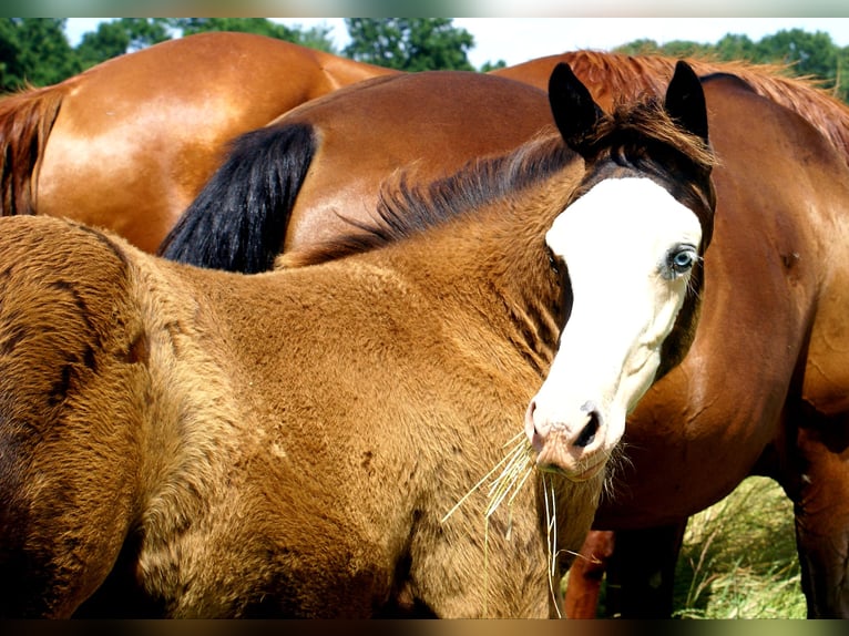 American Paint Horse Jument Poulain (03/2026) 150 cm Overo-toutes couleurs in Velpke