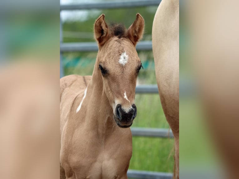 American Paint Horse Jument Poulain (05/2025) 150 cm Tobiano-toutes couleurs in Hellenthal