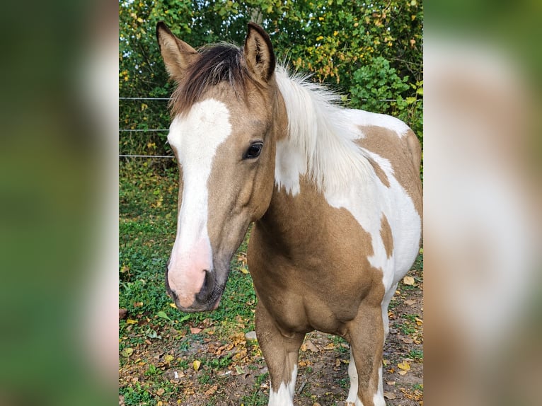 American Paint Horse Jument Poulain (04/2026) 152 cm Pinto in Danstedt