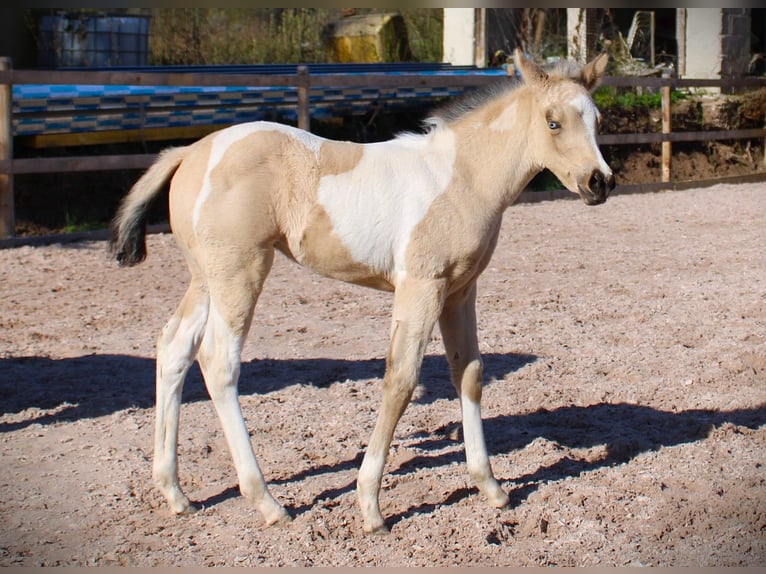 American Paint Horse Jument Poulain (02/2026) 152 cm Tobiano-toutes couleurs in Oppenweiler